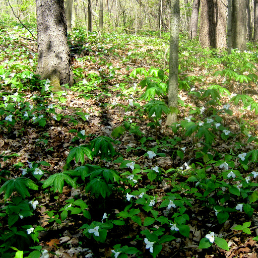 Trillium grandiflorum Qty 48